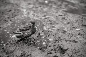Blue winged teal